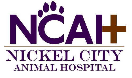 NCAH Logo Proposals